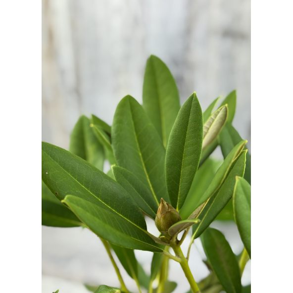 'Maifreude' - różanecznik jakuszimański
Rhododendron yakushimanum 'Maifreude'