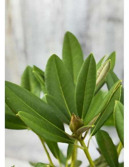 'Maifreude' - różanecznik jakuszimański
Rhododendron yakushimanum 'Maifreude'