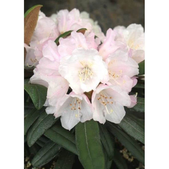 'Makiyak' - różanecznik makinoi
Rhododendron makinoi 'Makiyak'
