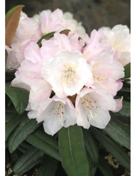 'Makiyak' - różanecznik makinoi
Rhododendron makinoi 'Makiyak' 'Makiyak' - różanecznik makinoi
Rhododendron makinoi 'Makiyak'