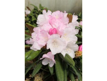'Makiyak' - różanecznik makinoi
Rhododendron makinoi 'Makiyak'