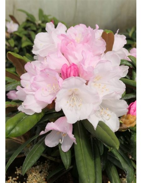 'Makiyak' - różanecznik makinoi
Rhododendron makinoi 'Makiyak' 'Makiyak' - różanecznik makinoi
Rhododendron makinoi 'Makiyak'