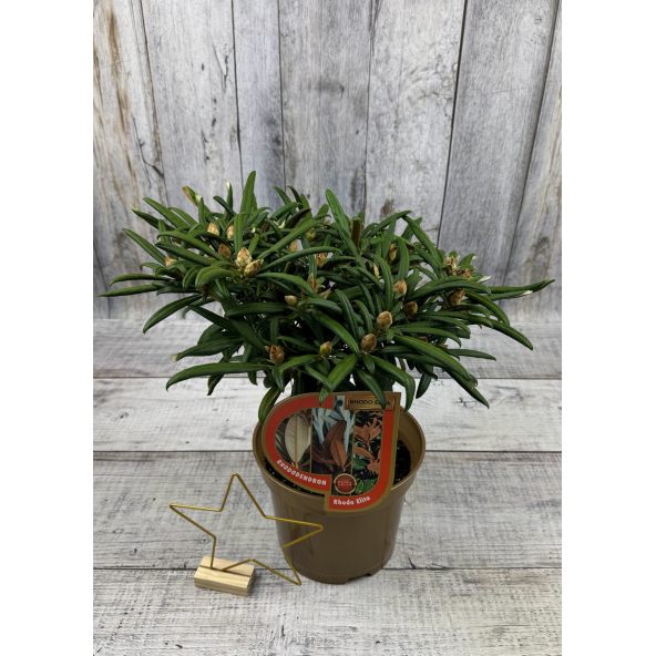 'Makiyak' - różanecznik makinoi
Rhododendron makinoi 'Makiyak'