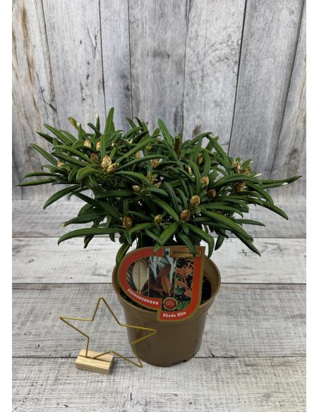 'Makiyak' - różanecznik makinoi
Rhododendron makinoi 'Makiyak' 'Makiyak' - różanecznik makinoi
Rhododendron makinoi 'Makiyak'