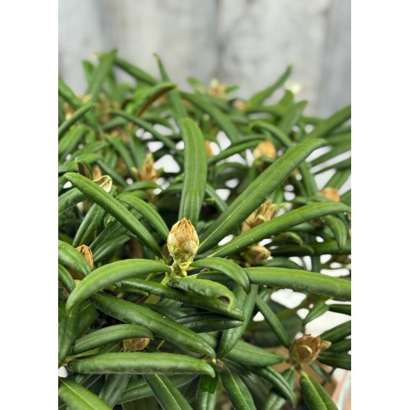 'Makiyak' - różanecznik makinoi
Rhododendron makinoi 'Makiyak'