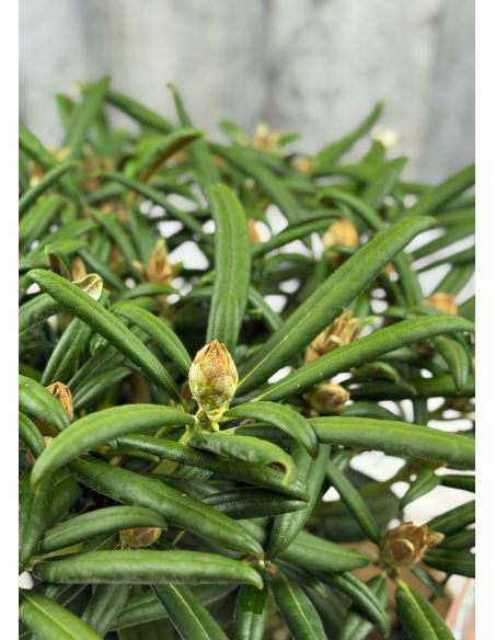 'Makiyak' - różanecznik makinoi
Rhododendron makinoi 'Makiyak' 'Makiyak' - różanecznik makinoi
Rhododendron makinoi 'Makiyak'