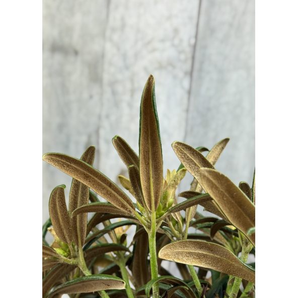 'Makiyak' - różanecznik makinoi
Rhododendron makinoi 'Makiyak'