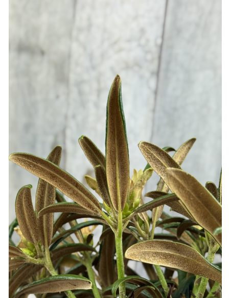 'Makiyak' - różanecznik makinoi
Rhododendron makinoi 'Makiyak' 'Makiyak' - różanecznik makinoi
Rhododendron makinoi 'Makiyak'