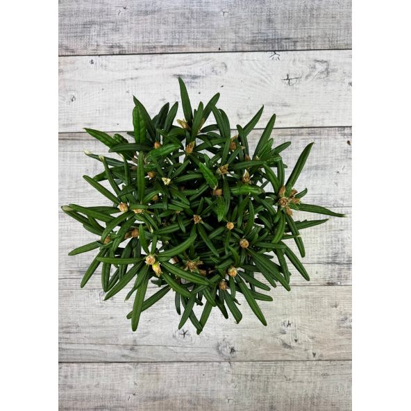 'Makiyak' - różanecznik makinoi
Rhododendron makinoi 'Makiyak'