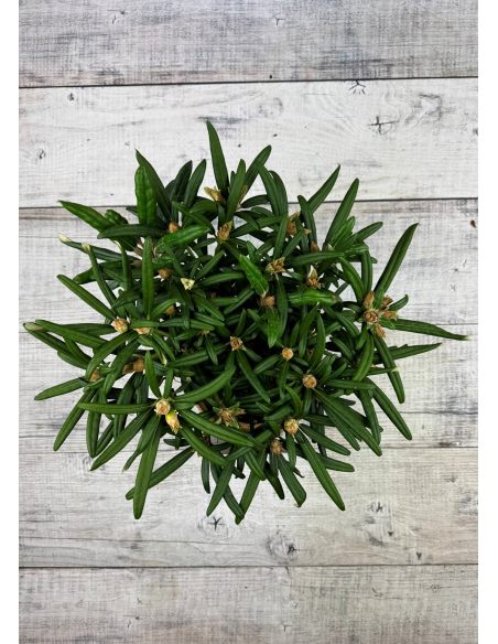 'Makiyak' - różanecznik makinoi
Rhododendron makinoi 'Makiyak' 'Makiyak' - różanecznik makinoi
Rhododendron makinoi 'Makiyak'