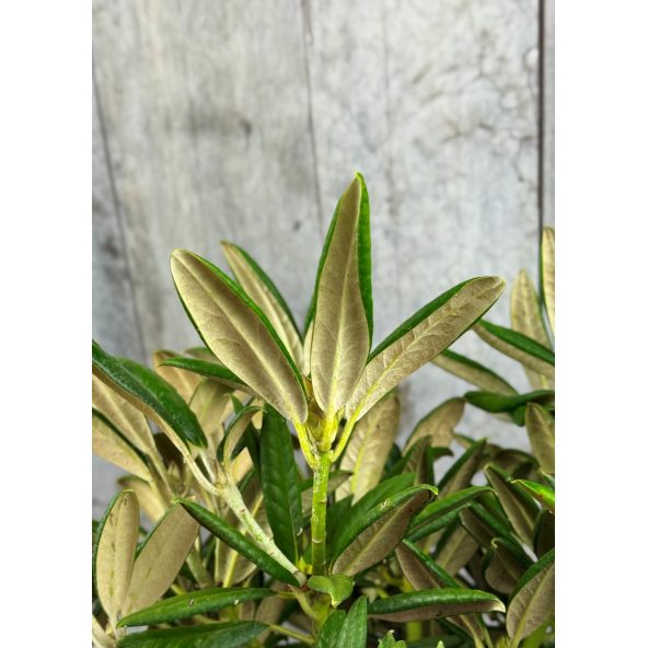 'Oberschlesien' - różanecznik insigne x degronianum
Rhododendron insigne x degronianum 'Oberschlesien'