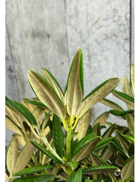'Oberschlesien' - różanecznik insigne x degronianum
Rhododendron insigne x degronianum 'Oberschlesien' 'Oberschlesien' - różanecznik insigne x degronianum
Rhododendron insigne x degronianum 'Oberschlesien'