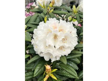 'Oberschlesien' - różanecznik insigne x degronianum
Rhododendron insigne x degronianum 'Oberschlesien'