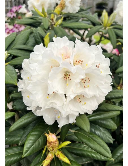 'Oberschlesien' - różanecznik insigne x degronianum
Rhododendron insigne x degronianum 'Oberschlesien' 'Oberschlesien' - różanecznik insigne x degronianum
Rhododendron insigne x degronianum 'Oberschlesien'