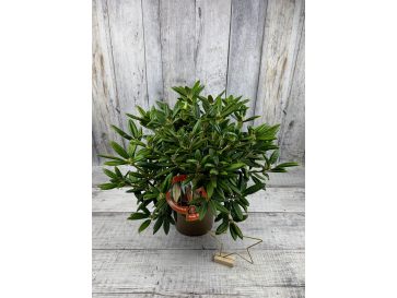 'Oberschlesien' - różanecznik insigne x degronianum
Rhododendron insigne x degronianum 'Oberschlesien' 2