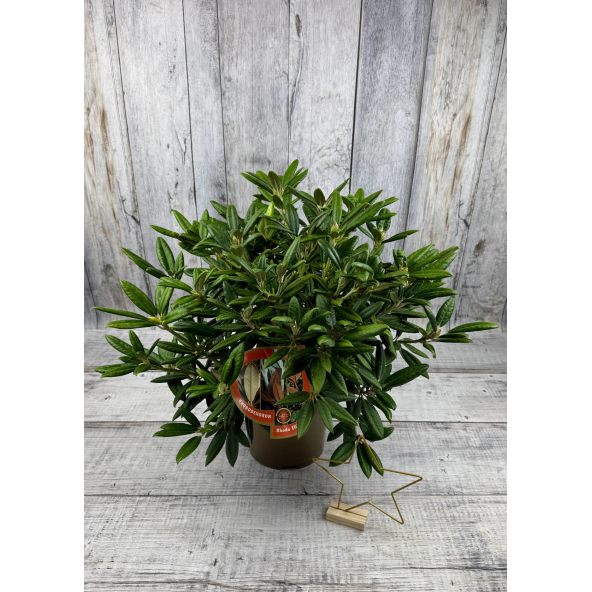 'Oberschlesien' - różanecznik insigne x degronianum
Rhododendron insigne x degronianum 'Oberschlesien'