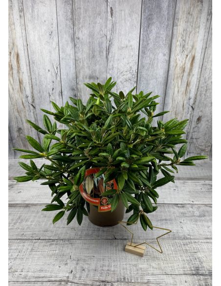 'Oberschlesien' - różanecznik insigne x degronianum
Rhododendron insigne x degronianum 'Oberschlesien' 'Oberschlesien' - różanecznik insigne x degronianum
Rhododendron insigne x degronianum 'Oberschlesien'