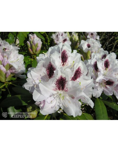 Różanecznik Calsap