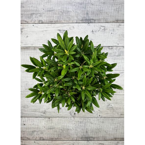 'Oberschlesien' - różanecznik insigne x degronianum
Rhododendron insigne x degronianum 'Oberschlesien'