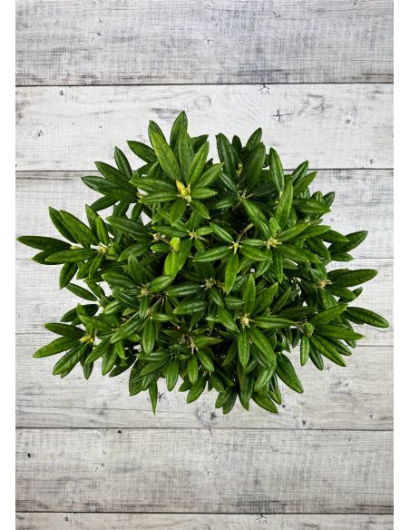 'Oberschlesien' - różanecznik insigne x degronianum
Rhododendron insigne x degronianum 'Oberschlesien' 'Oberschlesien' - różanecznik insigne x degronianum
Rhododendron insigne x degronianum 'Oberschlesien'