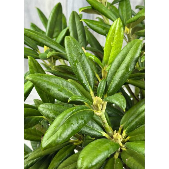 'Oberschlesien' - różanecznik insigne x degronianum
Rhododendron insigne x degronianum 'Oberschlesien'