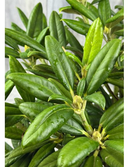 'Oberschlesien' - różanecznik insigne x degronianum
Rhododendron insigne x degronianum 'Oberschlesien' 'Oberschlesien' - różanecznik insigne x degronianum
Rhododendron insigne x degronianum 'Oberschlesien'