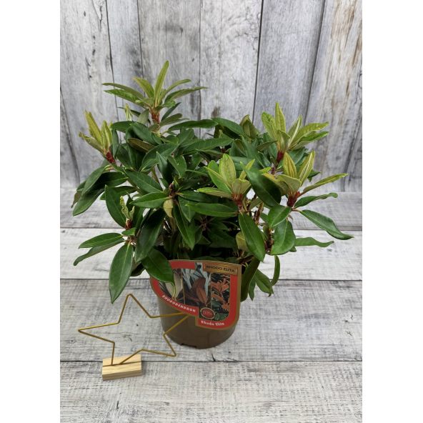 Rhododendron BRAVA DIVA
różanecznik BRAVA DIVA - różanecznik (bureavii x pachysanthum) x (brachycarpum x macabeanum)