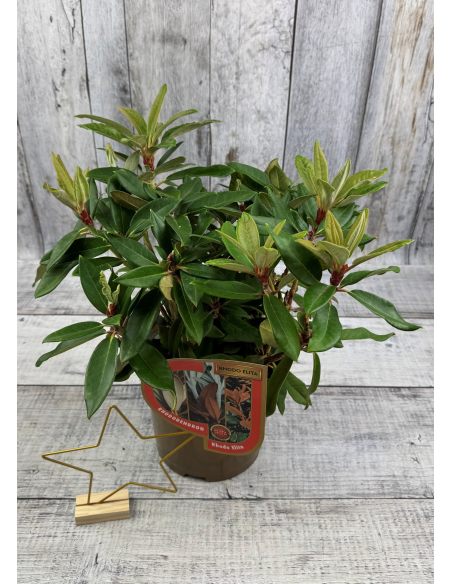 Rhododendron BRAVA DIVA
różanecznik BRAVA DIVA - różanecznik (bureavii x pachysanthum) x (brachycarpum x macabeanum)