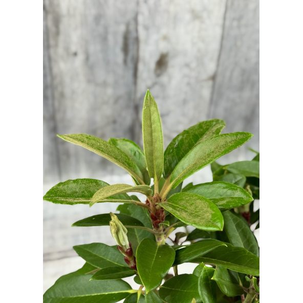 Rhododendron BRAVA DIVA
różanecznik BRAVA DIVA - różanecznik (bureavii x pachysanthum) x (brachycarpum x macabeanum)