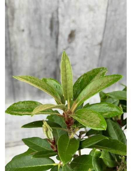 Rhododendron BRAVA DIVA
różanecznik BRAVA DIVA - różanecznik (bureavii x pachysanthum) x (brachycarpum x macabeanum)