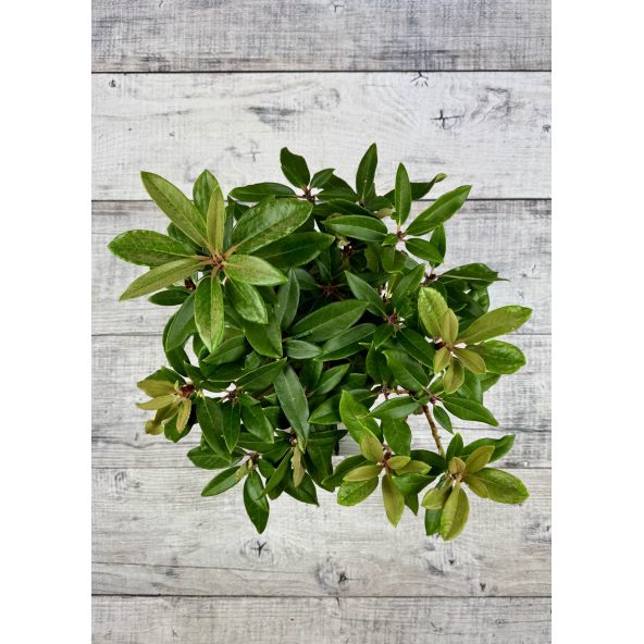 Rhododendron BRAVA DIVA
różanecznik BRAVA DIVA - różanecznik (bureavii x pachysanthum) x (brachycarpum x macabeanum)