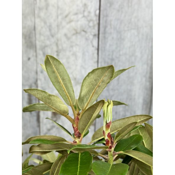 Rhododendron BRAVA DIVA
różanecznik BRAVA DIVA - różanecznik (bureavii x pachysanthum) x (brachycarpum x macabeanum)