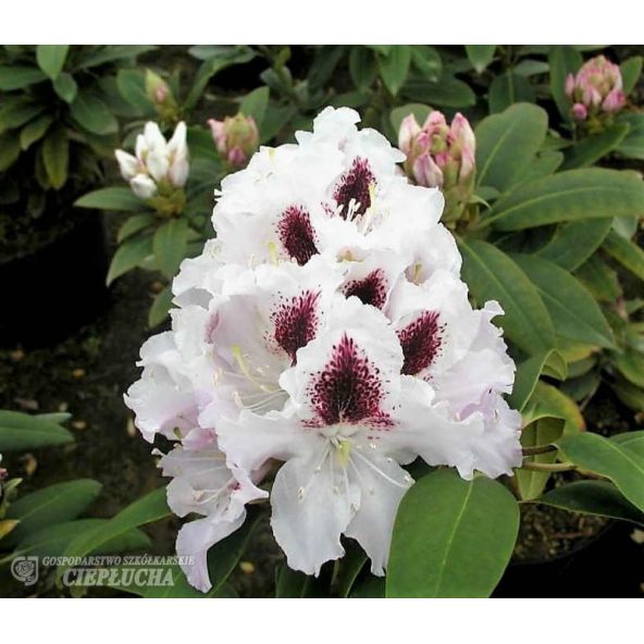 Różanecznik Calsap