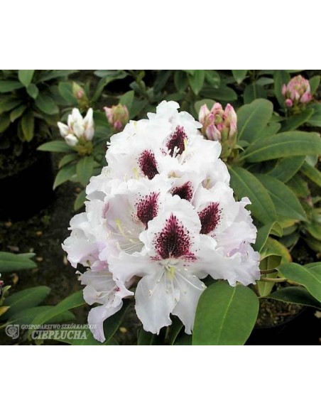 Różanecznik Calsap