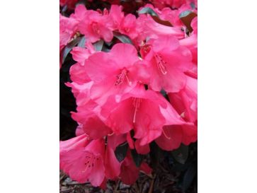 'Parsifal' - różanecznik
Rhododendron 'Parsifal'