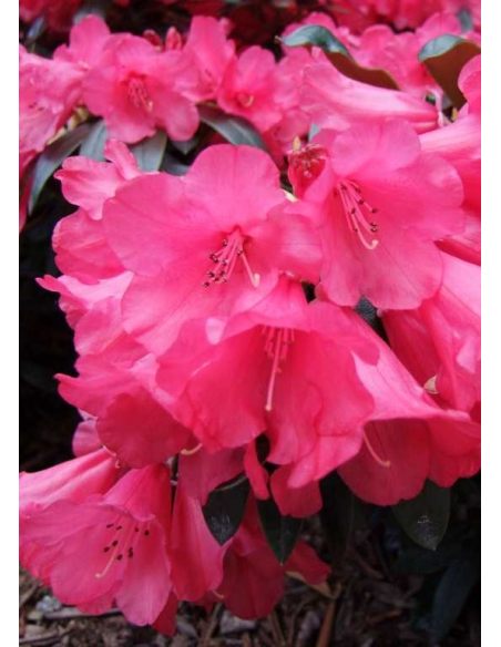 'Parsifal' - różanecznik
Rhododendron 'Parsifal'