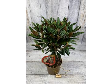 'Parsifal' - różanecznik
Rhododendron 'Parsifal' 2