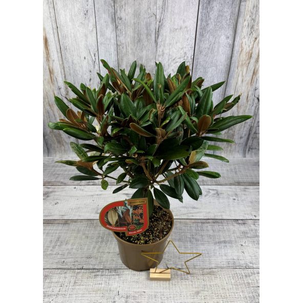 'Parsifal' - różanecznik
Rhododendron 'Parsifal'