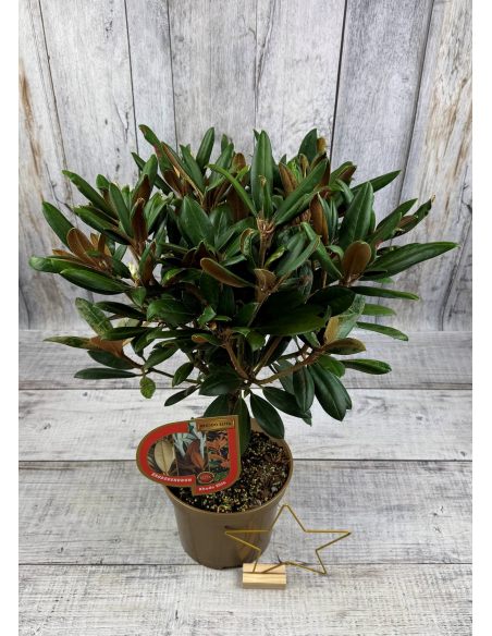 'Parsifal' - różanecznik
Rhododendron 'Parsifal'