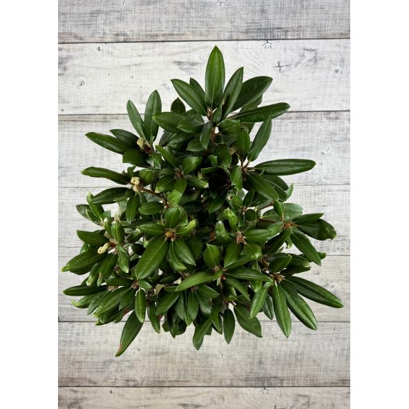 'Parsifal' - różanecznik
Rhododendron 'Parsifal'