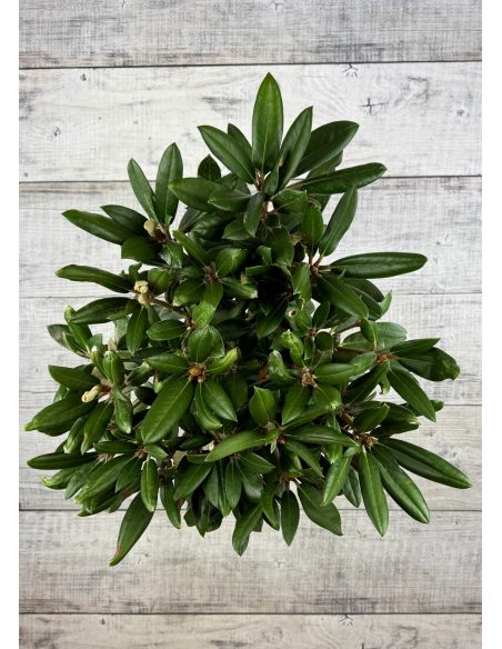 'Parsifal' - różanecznik
Rhododendron 'Parsifal'