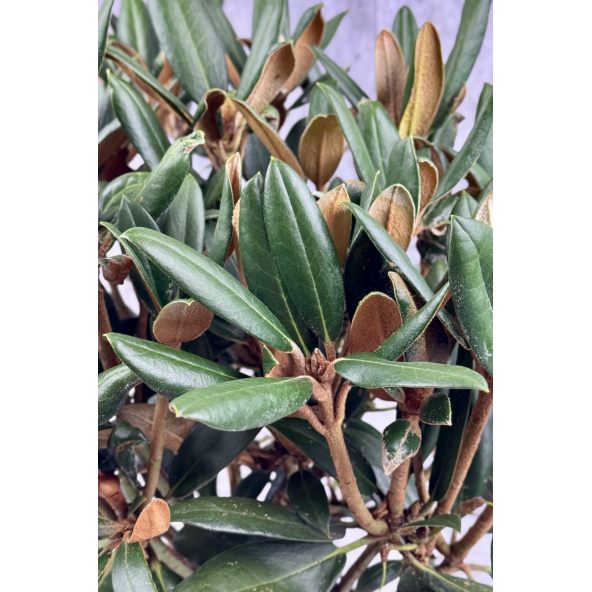 'Parsifal' - różanecznik
Rhododendron 'Parsifal'