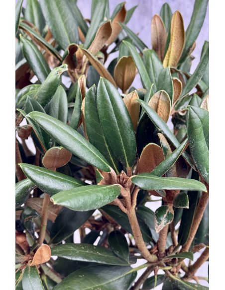 'Parsifal' - różanecznik
Rhododendron 'Parsifal'