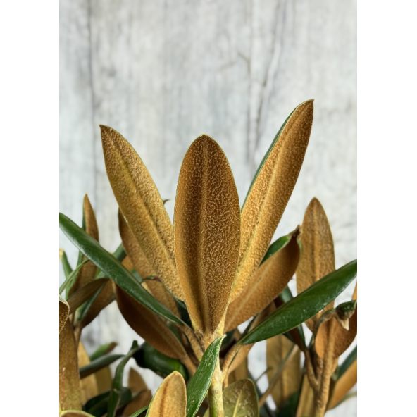 'Parsifal' - różanecznik
Rhododendron 'Parsifal'