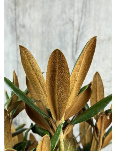 'Parsifal' - różanecznik
Rhododendron 'Parsifal'