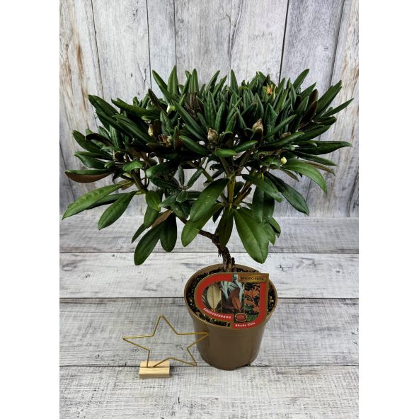 Różanecznik Rauhreif