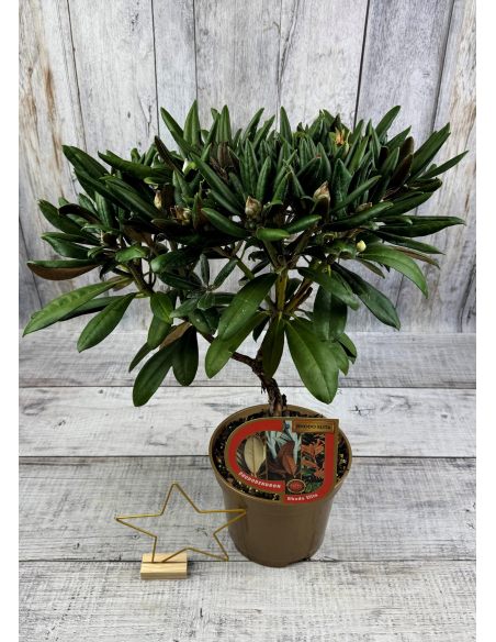 Różanecznik Rauhreif