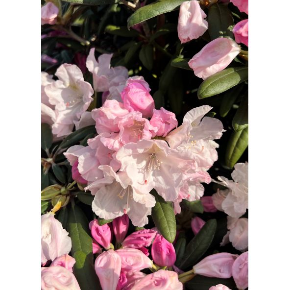 Różanecznik Rauhreif