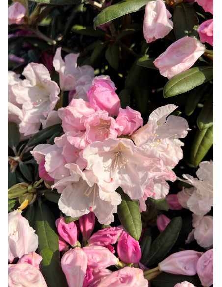 Różanecznik Rauhreif