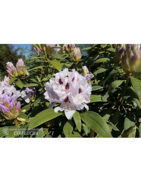 Różanecznik Calsap